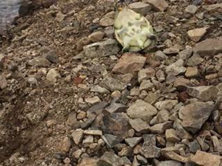 【爱钓鱼水下直播-黑科技分享的小视频】视频