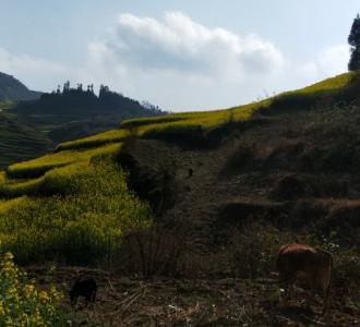 #一起涨知识#生姜这样吃七天暴瘦20斤