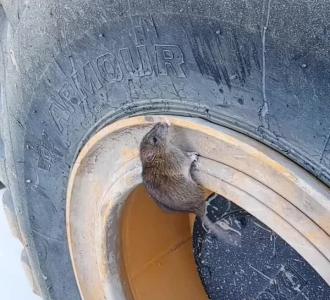 【゛ 强 子 ╰╮&clubs;分享的小视频】视频直播-YY