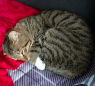 【用天籁传滴爱中国爱拉索】视频直播-YY