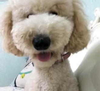 【手机壳背面放钱的含义】视频直播-YY