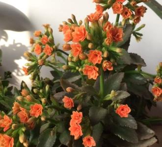 杨幂,有点舍不得清唱