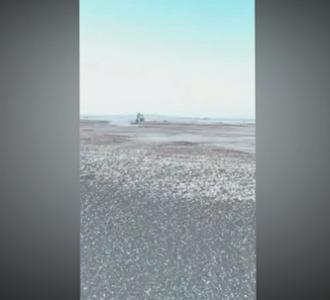 第一次来内蒙的韩国人看到烤羊腿都震惊啦!.