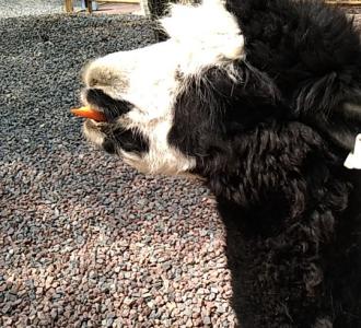 YY65326269英雄联盟开黑工会