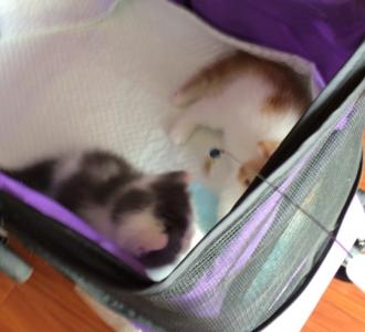 喜欢的朋友们,可以关注一下我的咉客直播I.