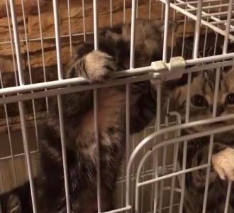 苹果切片温水浸泡软化后敷脸1520分钟