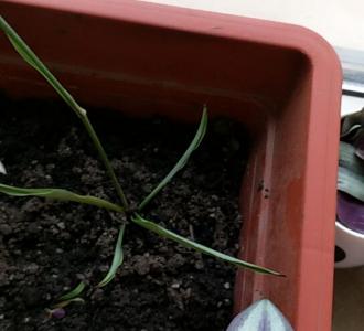 【兰花快死了,怎么办】视频直播-YY