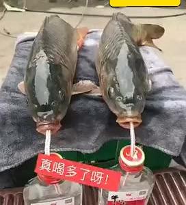 【歌名:爸爸去哪儿第一位评论10字并获得红包