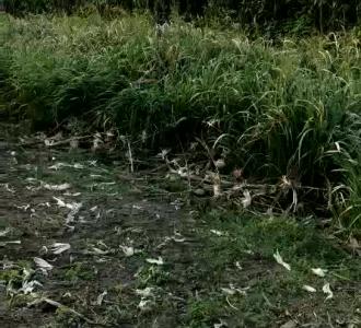 【22862痛爱『唯爱宝宝熊』分享的小视频】视