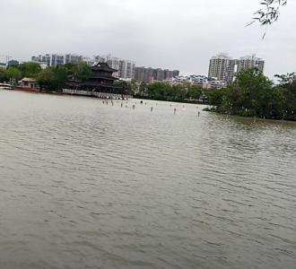 看看谁跑得快能分清楚蛋黄和优莉吗金毛蛋黄.