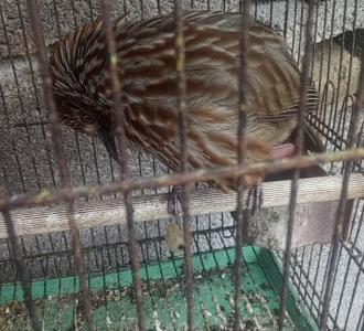 怎样用英语问颜色