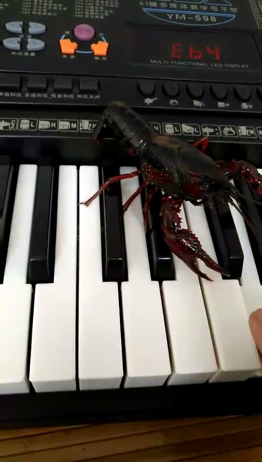 草帽玉米哥视频直播全集_草帽玉米哥资料大全