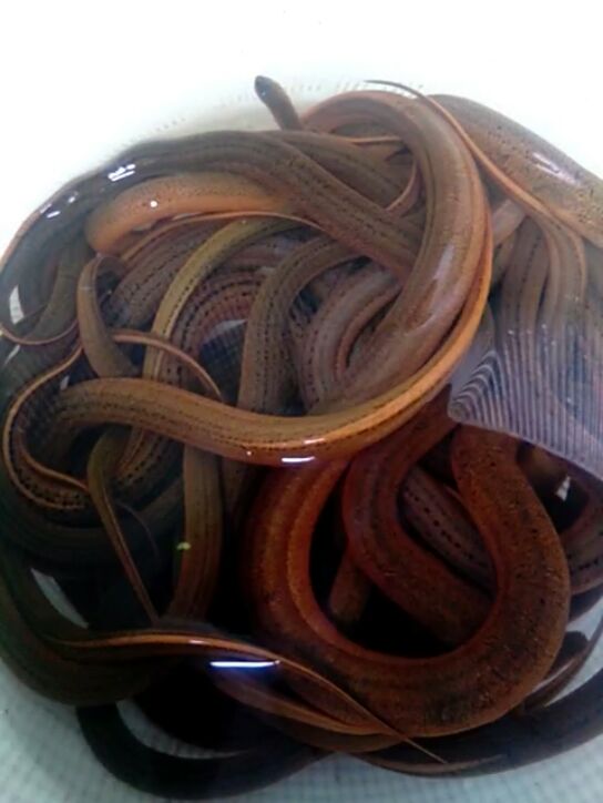 农民、哥《户外钓鳝》视频直播全集_农民、哥