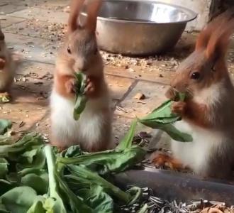 【开源转冰】视频直播-YY