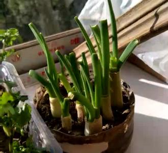 【哈尔滨下雪了 好美】视频直播-YY