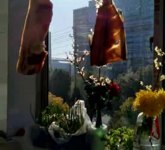 【哈尔滨下雪了 好美】视频直播-YY