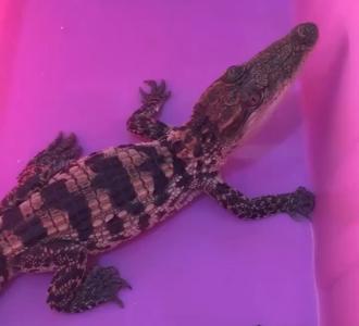 【#游戏#ff14】视频直播-YY