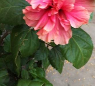 【翡翠拍拍拍分享的小视频】视频直播-YY