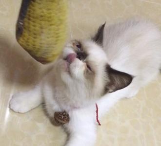 【晟哲孙狠沈阳夜店形象大使】视频直播-YY