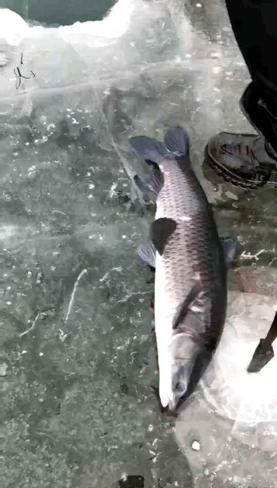 华北锚鱼户外视频直播全集及华北锚鱼户外资料