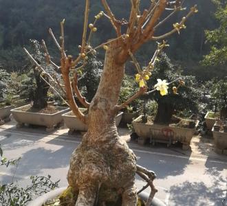 【想听什么歌听什么麦给我评论在下方~我唱给