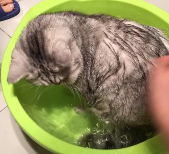 【#萌宠日常#会埋东西的狗狗】视频直播-YY