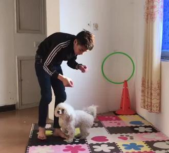 【狗狗定点大小便训练】视频直播-YY