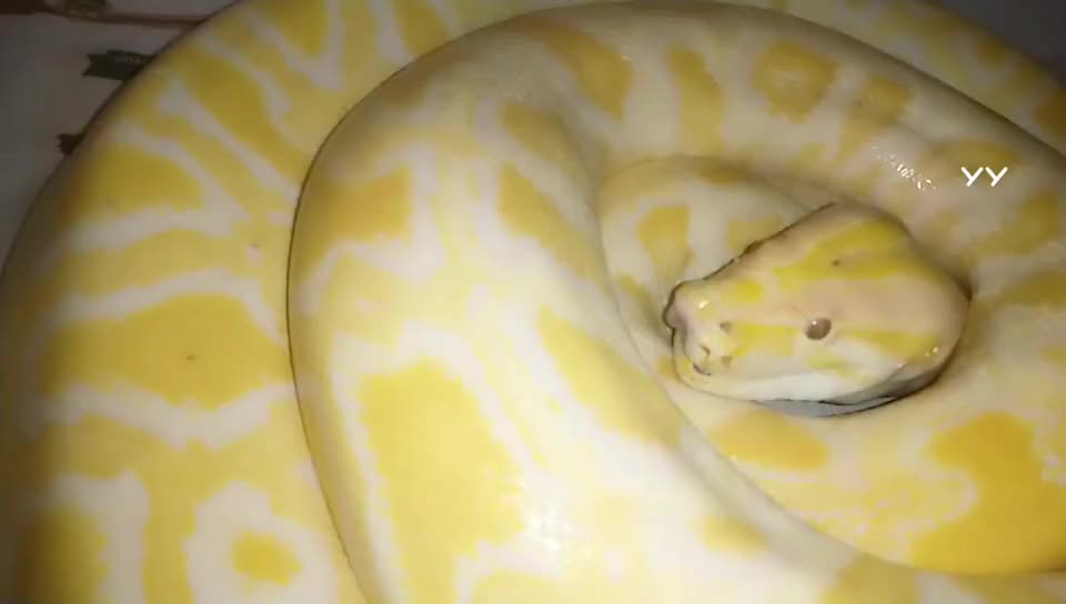 #户外精彩时刻#起码3米长的黄金蟒 一口可以吞下老鼠！