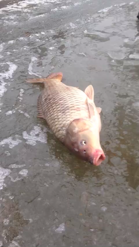 山东虎子视频全集_山东虎子全部视频-YY官方